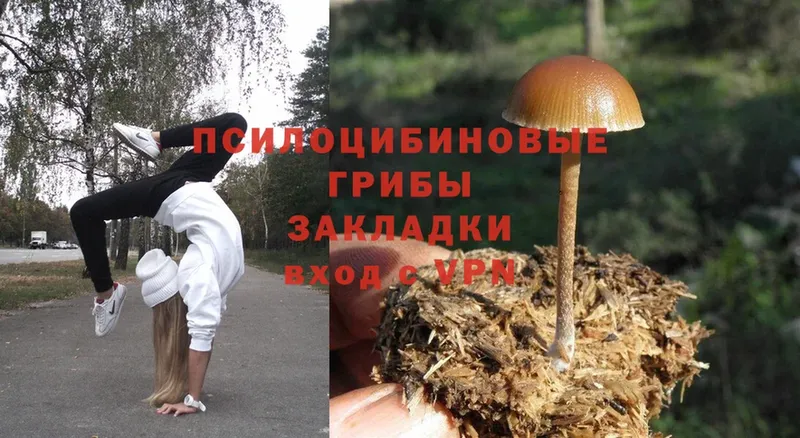 Галлюциногенные грибы Cubensis  Гаджиево 